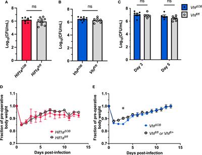 Loss of Vhl alters trabecular bone loss during S. aureus osteomyelitis in a cell-specific manner